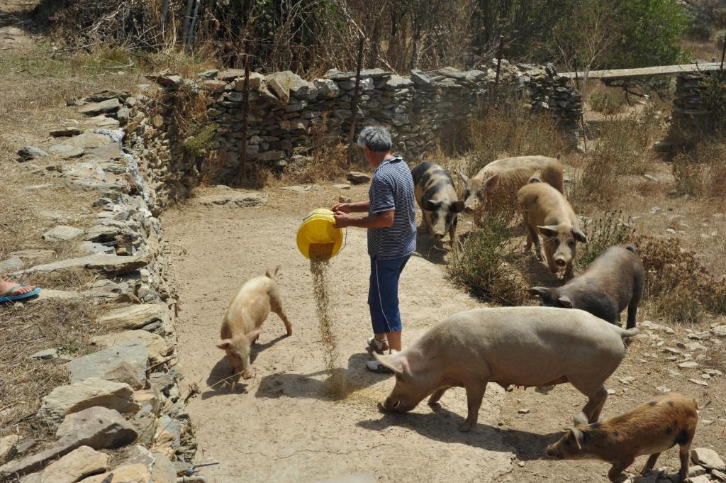 Agriturismo Finagliosu Palmadula Dış mekan fotoğraf