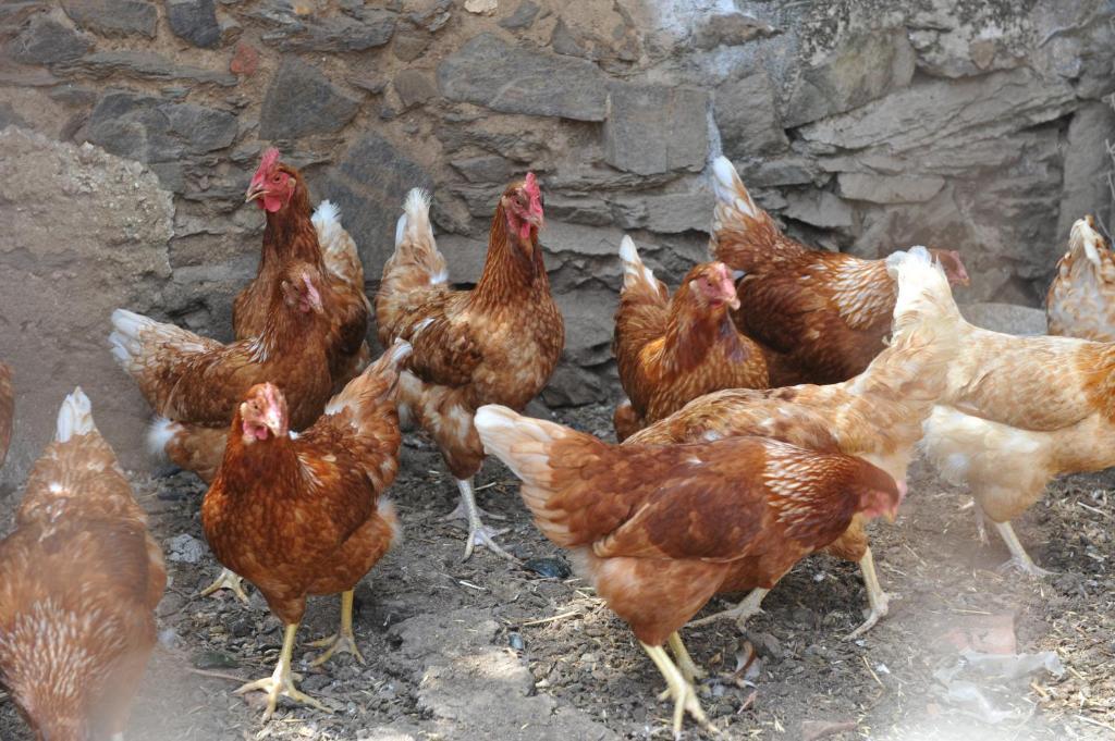 Agriturismo Finagliosu Palmadula Dış mekan fotoğraf