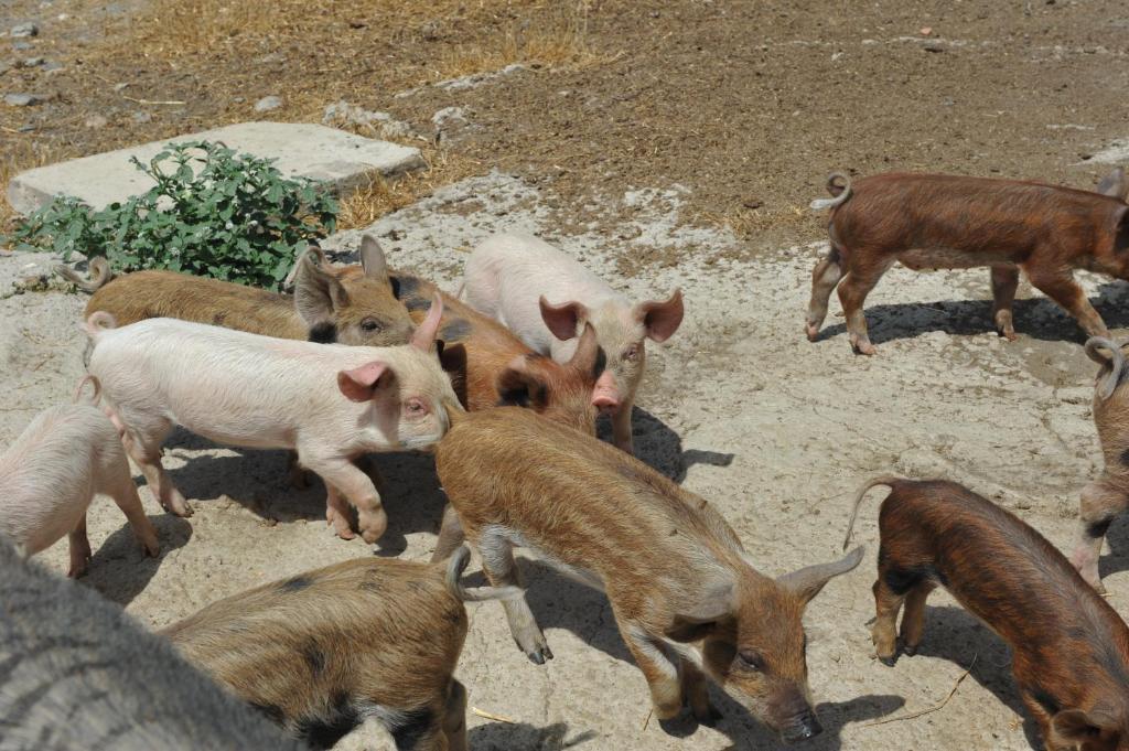 Agriturismo Finagliosu Palmadula Dış mekan fotoğraf